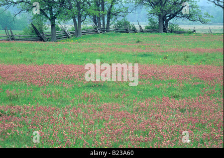 Prairie Rauch in voller Blüte auf McLeans Berg, Manitoulin Island, Ontario, Kanada. Stockfoto
