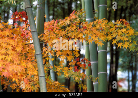 Ruhiger Herbst Szene von orange Ahornblätter Farbwechsel zwischen Stiele Grüner Bambus Stockfoto