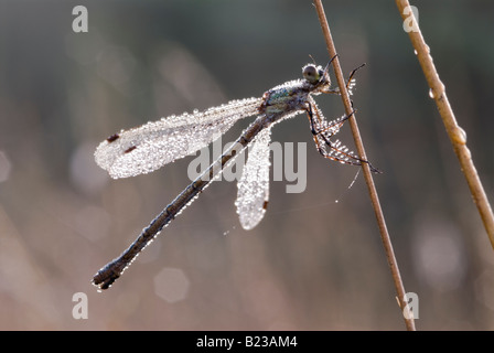 Smaragd Damselfly, Lestes sponsa, Damselfly, Female, am frühen Morgen bedeckt und funkelnd im Tau Sussex UK August Stockfoto