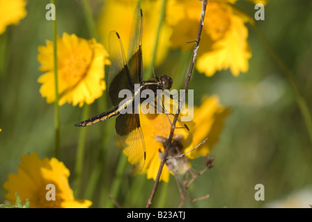 Witwe Abstreicheisen Libelle Libellula luctuosa Stockfoto