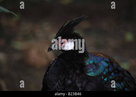 Nahaufnahme von Palawan Pfau-Fasan (Polyplectron Napoleonis) Stockfoto