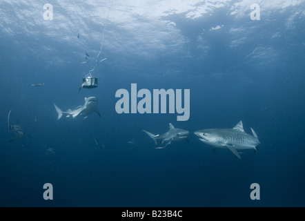 Tigerhai Galeocerdo Cuvier Aliwal Shoal Kwazulu Natal in Südafrika Indischer Ozean Stockfoto