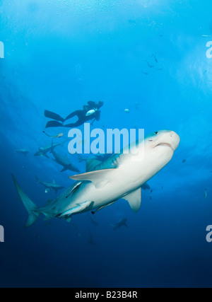 Tigerhai und Scubadiver Galeocerdo Cuvier Aliwal Shoal Kwazulu Natal in Südafrika Indischer Ozean Stockfoto