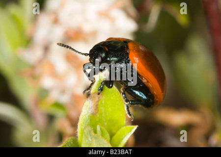 Rot Pappel Getreidehähnchen (Chrysomela Populi) Stockfoto