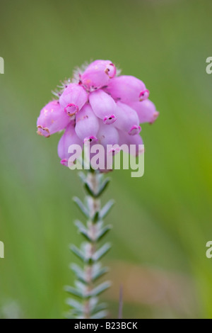 Nahaufnahme von Bell Heidekraut (Erica Cinerea) Blume Stockfoto