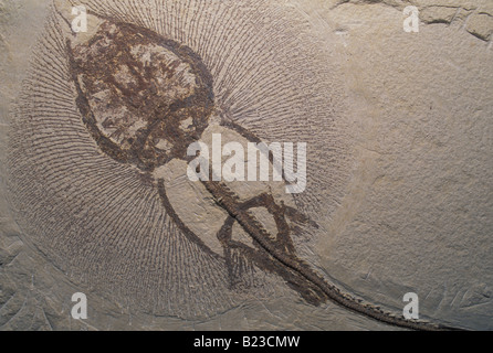 Stingray fossilen Heliobatis Bogenmaß Eozän Wyoming USA Stockfoto