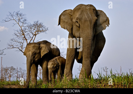 Niedrigen Winkel Schuss eines weiblichen asiatischen Elefanten mit ihren Kälbern im Kaziranga Nationalpark Stockfoto