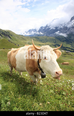 Kuh stehend in Feld-Berner Oberland-Bern-Schweiz Stockfoto