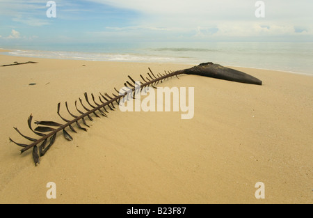 Die Überreste von einem gefallenen Palmwedel am Strand von Similajau Nationalpark nr Bintulu Sarawak Malaysia Stockfoto