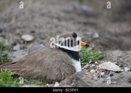 Flussregenpfeifer-Regenpfeifer (Charadrius Hiaticula) legen Eier im nest Stockfoto