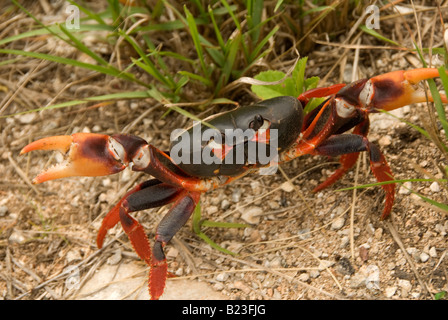 Gecarcinus Ruricola-Landkrabben, Kuba Stockfoto