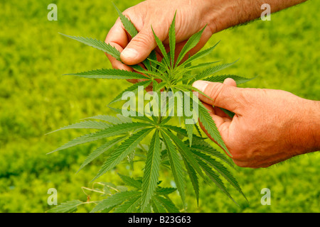 Cannabis Sativa Blätter Stockfoto