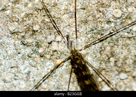 ein Kran Fliege an der Wand Stockfoto