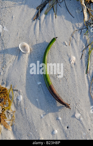 Rote Mangroven Rhizophora Mangle Sämling angeschwemmt Stockfoto