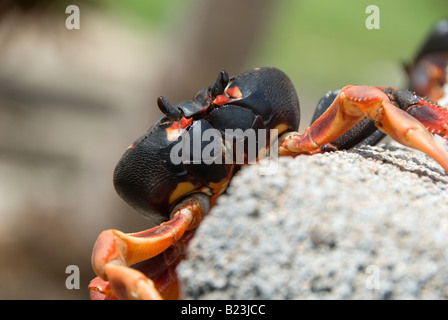 Gecarcinus Ruricola-Landkrabben, Kuba Stockfoto