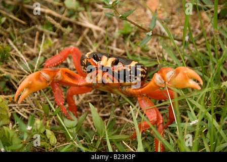 Gecarcinus Ruricola-Landkrabben, Kuba Stockfoto