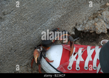 Gecarcinus Ruricola-Landkrabben, Kuba Stockfoto