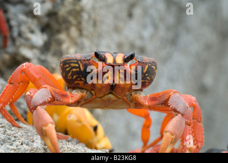 Gecarcinus Ruricola-Landkrabben, Kuba Stockfoto