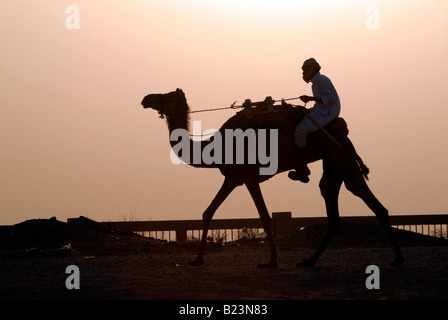 Kamel Herder die Kamele zu Markt in Wüste außerhalb Riyadh Saudi Arabien Stockfoto