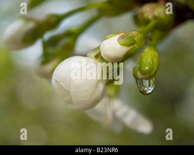 Saure Kirsche - Prunus cerasus Stockfoto