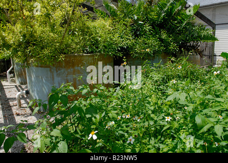 "Wohnmaschine" natürliche Abwasserreinigung, Corkscrew Swamp Audubon Sanctuary Stockfoto