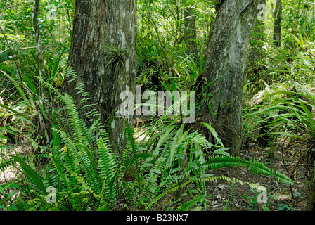 Old Growth Sumpfzypresse Taxodium Distichum Wald Corkscrew Swamp Audubon Sanctuary Stockfoto