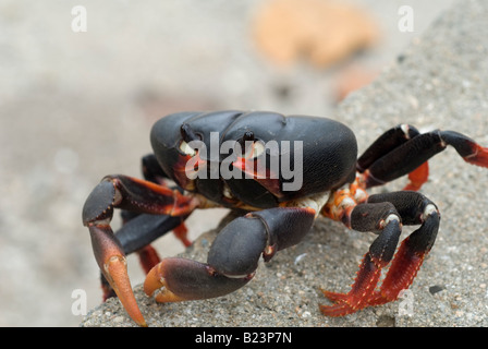 Gecarcinus Ruricola-Landkrabben, Kuba Stockfoto