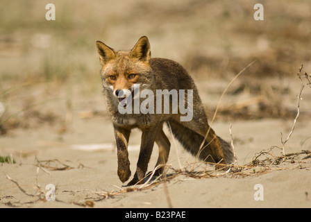 Vulpes Vulpes, fox, Nationalpark Maremma, Toskana, Italien Stockfoto