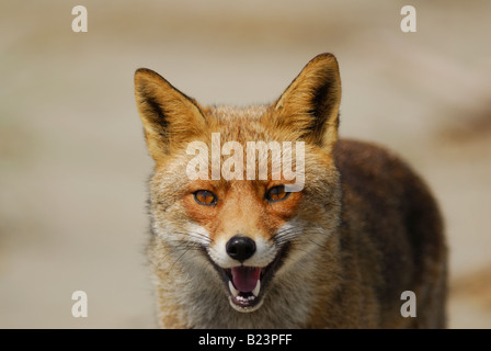 VulpeVulpes Vulpes, fox, Nationalpark Maremma, Toskana, Italien Stockfoto