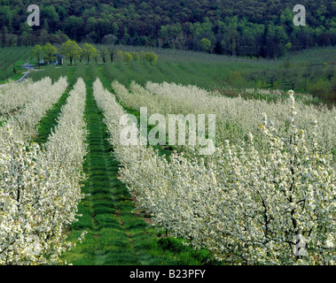 Familie Obstgärten, Birnbäume Reis. Adams County, Pennsylvania, USA Stockfoto