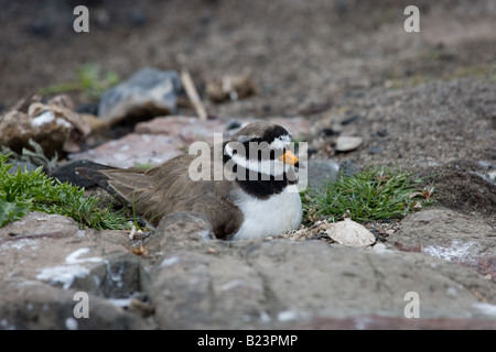 Flussregenpfeifer-Regenpfeifer (Charadrius Hiaticula) legen Eier im nest Stockfoto