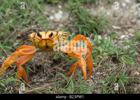 Gecarcinus Ruricola-Landkrabben, Kuba Stockfoto