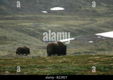 Erwachsene und junge Moschusochsen im Dovrefjell, Norwegen Stockfoto