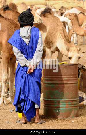 Handel auf dem Kamelmarkt von Mauretanien Nouakchott westlichen Afrika Stockfoto