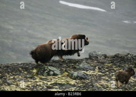 Moschusochsen Familie, Ovibos Moschatus, im Dovrefjell Nationalpark, Norwegen. Stockfoto