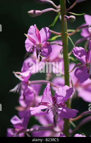 Weidenröschen blühenden Sally Rosebay Willow Herb große Willow Herb Epilobium Angustifolium blühen Stockfoto