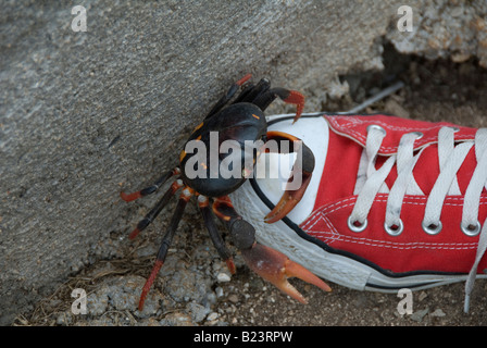 Gecarcinus Ruricola-Landkrabben, Kuba Stockfoto