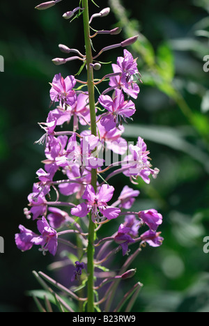 Weidenröschen blühenden Sally Rosebay Willow Herb große Willow Herb Epilobium Angustifolium blühen Stockfoto