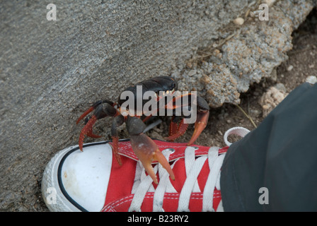 Gecarcinus Ruricola-Landkrabben, Kuba Stockfoto