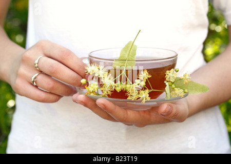 Gemeinsamen Kalk oder Linden Baum Infusion (Tilia Platiphyllos) Stockfoto