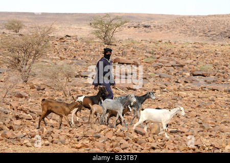 Mauretanischen Beduin mit Ziegen auf seinem Heimweg westlichen Afrika Mauretanien Stockfoto