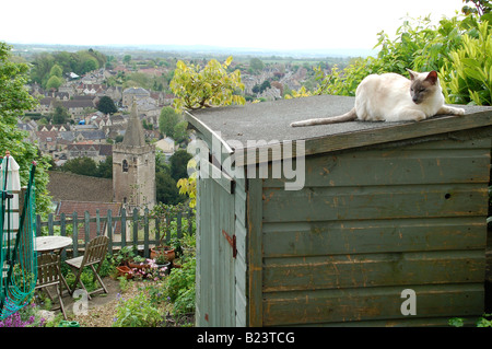 Katze auf Pultdach und Holy Trinity Church in Bradford On Avon in Wiltshire England UK Stockfoto