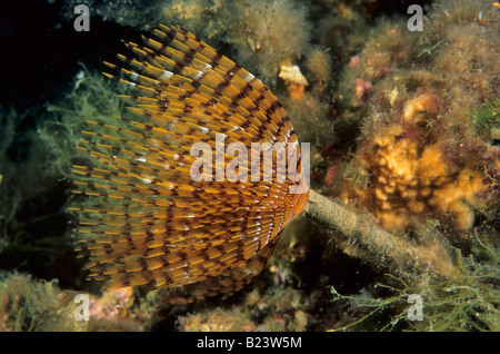 Staubwedel Wurm Sabella Spallanzanii, Tor Paterno, Latium, Italien Stockfoto