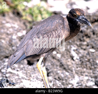 Ein Lava-Reiher Butorides Ardeola Sundevalli jagt in den Felsen der Insel Genovesa in den Galapagos-Inseln von Ecuador Stockfoto