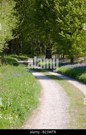 Eine Land-Strecke schneidet durch den Wald im Frühling, West Sussex, England. Stockfoto