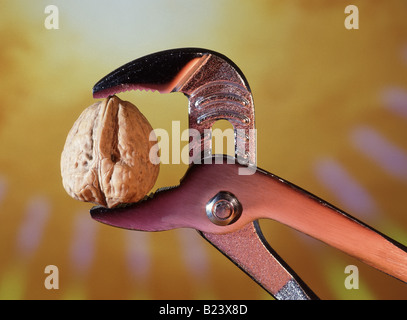 Harte Nuss zu knacken Konzept Bild Nussbaum gehalten in Rachen Rohrzange Spanner Stockfoto