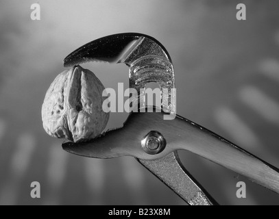 Harte Nuss zu knacken Konzept Bild Nussbaum gehalten in Rachen Rohrzange Spanner Stockfoto