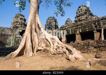 Großen Baum am Preah Khan Tempel Kambodscha Stockfoto
