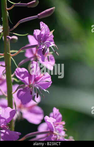 Weidenröschen blühenden Sally Rosebay Willow Herb große Willow Herb Epilobium Angustifolium blühen Stockfoto