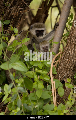 Vervet Affen mit jungen, in einem Baum am Lake Manyara in Tansania Stockfoto